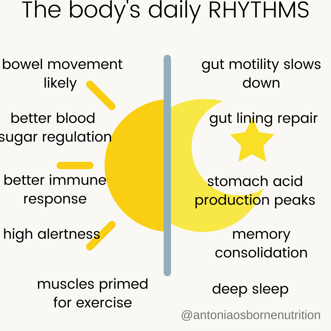 Why Meal Timing Matters (part 1): What Is A Circadian Rhythm And Why Is ...